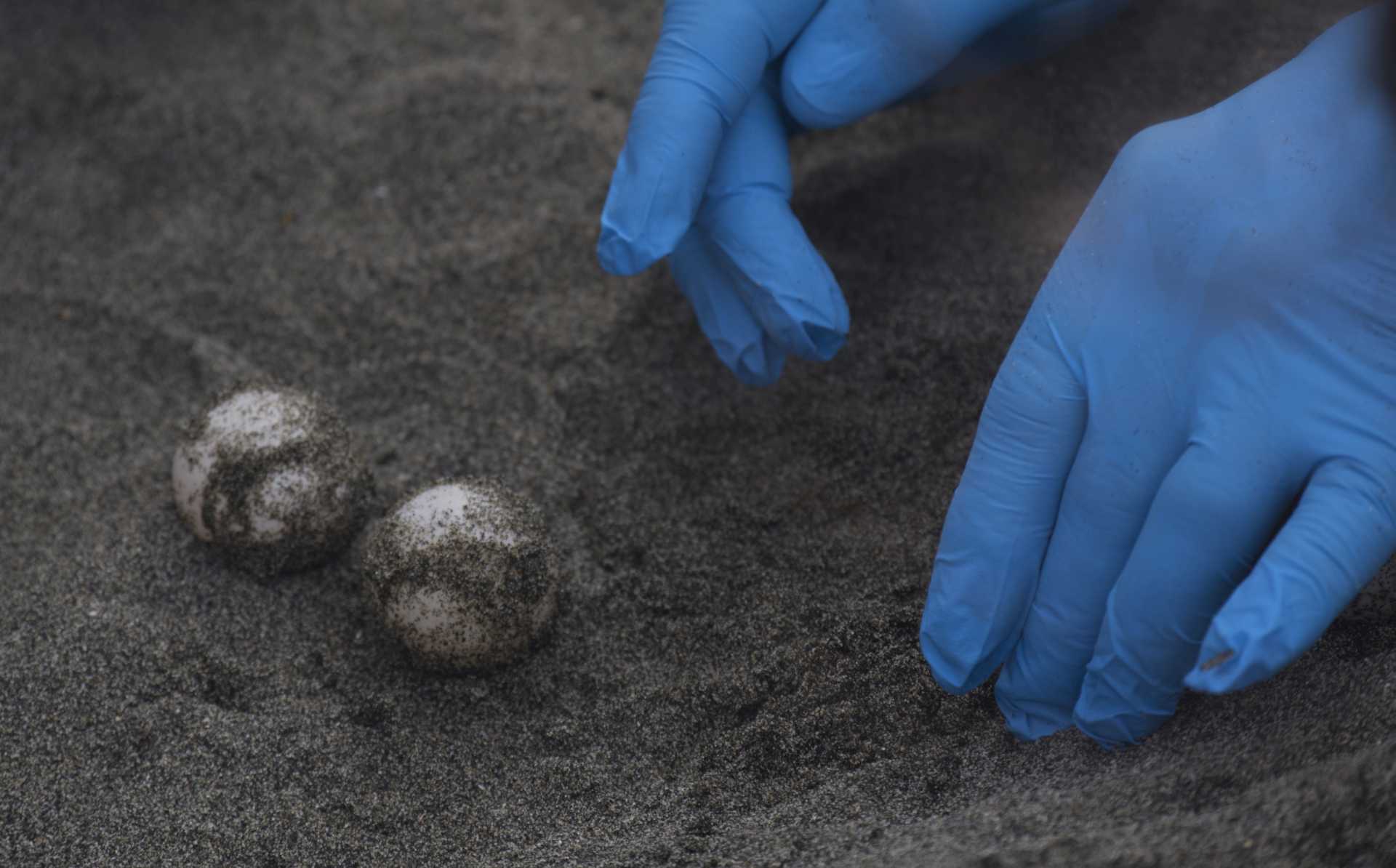 Una tartaruga marina deposita le sue uova a Ostia
